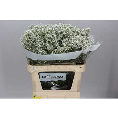 Gyps Million Star Ex 40 Gr