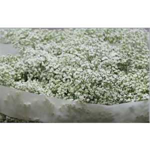 Gyps Million Star Glitter Silver