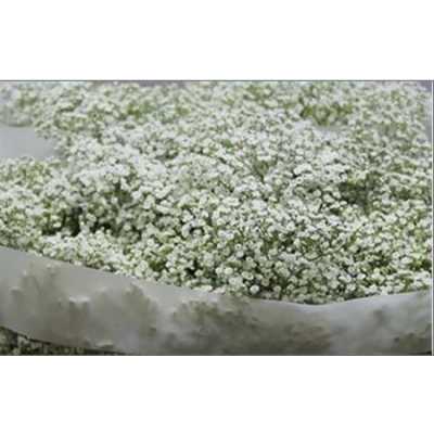 Gyps Million Star Glitter Silver