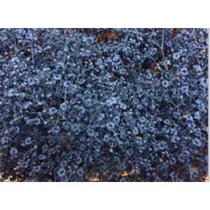 Gyps Million Star Painted Blue