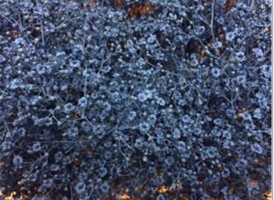 Gyps Million Star Painted Blue