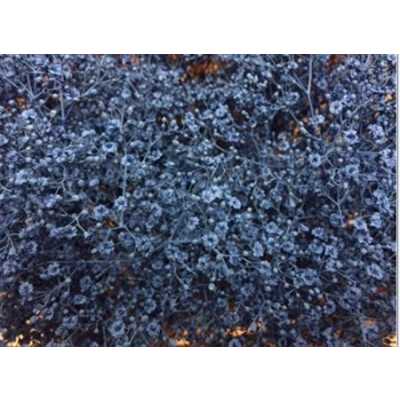 Gyps Million Star Painted Blue Glitter