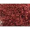 Gyps Million Star Painted Bordeaux Glitter