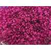 Gyps Million Star Painted Cerise