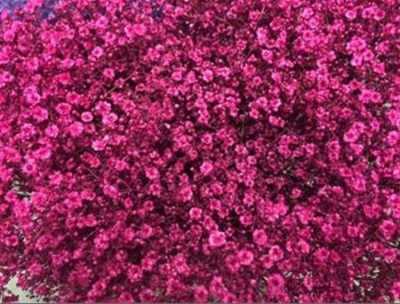 Gyps Million Star Painted Cerise