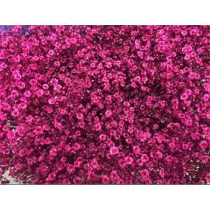 Gyps Million Star Painted Cerise Glitter