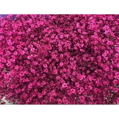 Gyps Million Star Painted Cerise Glitter