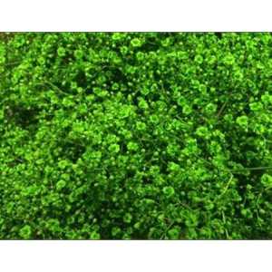 Gyps Million Star Painted Green
