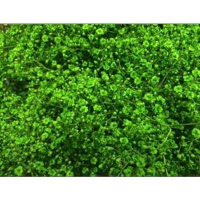 Gyps Million Star Painted Green