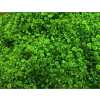 Gyps Million Star Painted Green Glitter