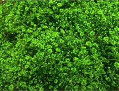 Gyps Million Star Painted Green Glitter