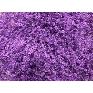 Gyps Million Star Painted Milka
