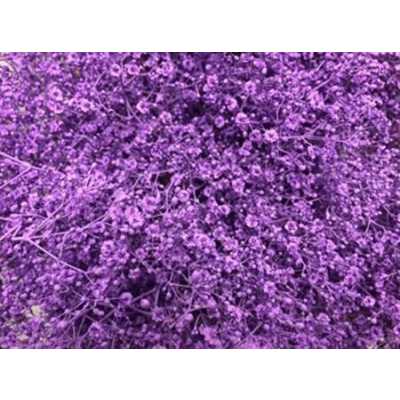 Gyps Million Star Painted Milka
