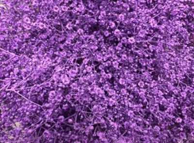 Gyps Million Star Painted Milka Glitter