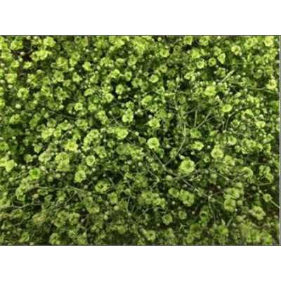 Gyps Million Star Painted Mint