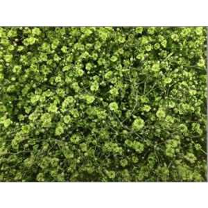 Gyps Million Star Painted Mint Glitter