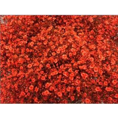Gyps Million Star Painted Orange