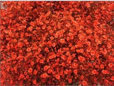 Gyps Million Star Painted Orange Glitter