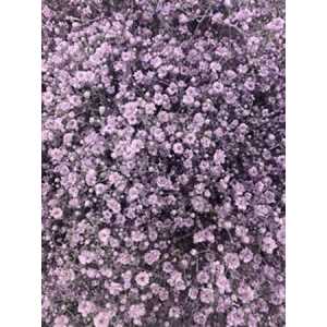 Gyps Million Star Painted Pale Milka