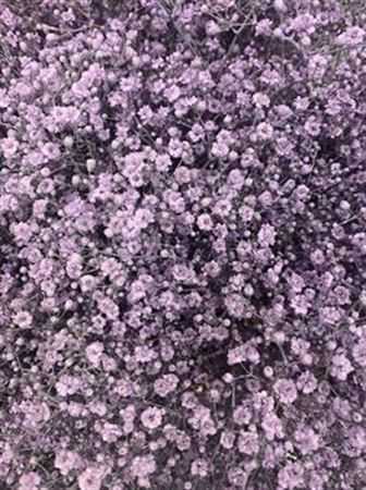Gyps Million Star Painted Pale Milka
