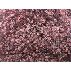 Gyps Million Star Painted Pale Pink