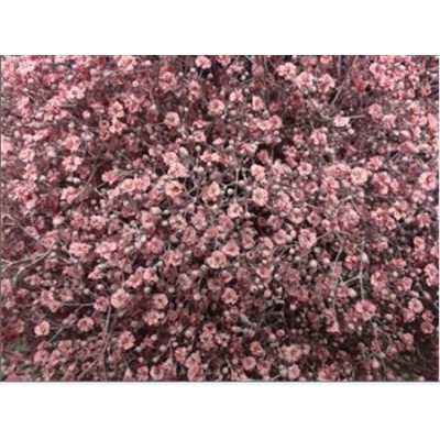 Gyps Million Star Painted Pale Pink