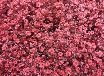 Gyps Million Star Painted Pink