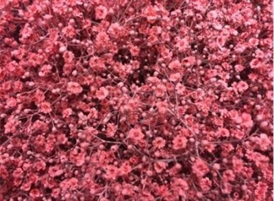 Gyps Million Star Painted Pink Glitter