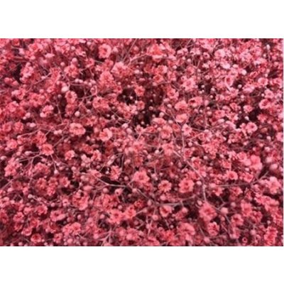 Gyps Million Star Painted Pink Glitter