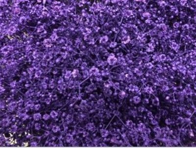 Gyps Million Star Painted Purple