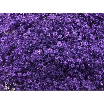 Gyps Million Star Painted Purple