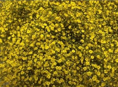 Gyps Million Star Painted Yellow