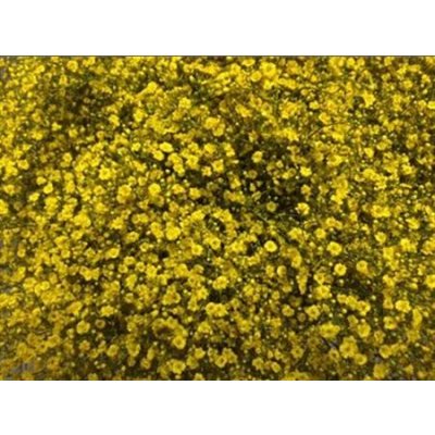 Gyps Million Star Painted Yellow