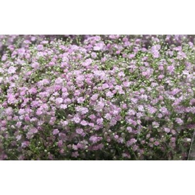 Gyps My Pink Import