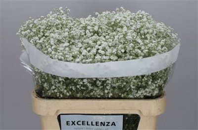 Gyps Xlence Ex 25 Gr
