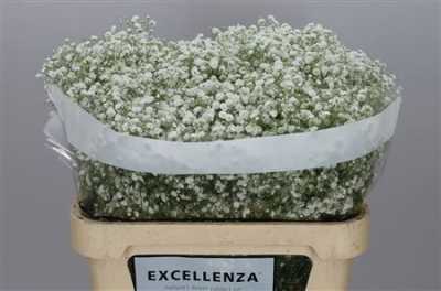 Gyps Xlence Ex 25 Gr
