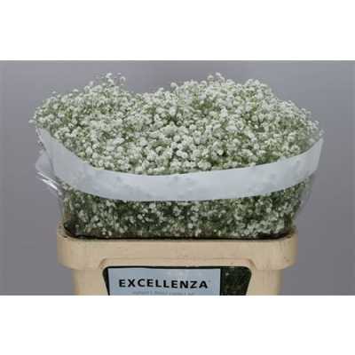 Gyps Xlence Ex 25 Gr