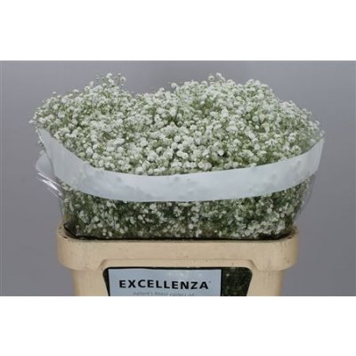 Gyps Xlence Ex 25 Gr