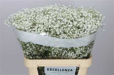 Gyps Xlence Ex 40 Gr