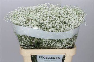 Gyps Xlence Ex 40 Gr