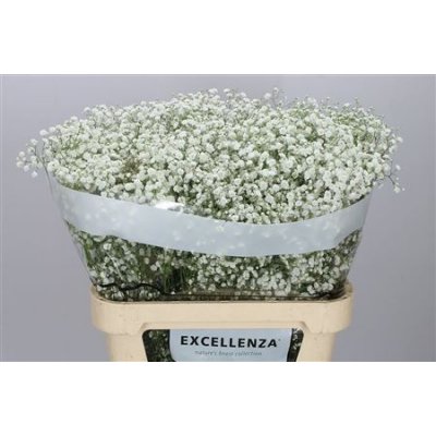Gyps Xlence Ex 40 Gr