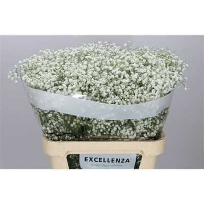Gyps Xlence Ex 40 Gr