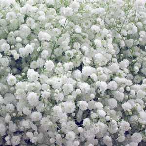 Gypsophila Avrora