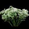 Gypsophila Vivo