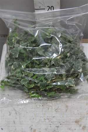 Hedera Bont