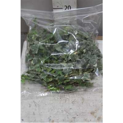 Hedera Bont