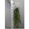 Hedera Bont Italie X50 Stems!!!!!!!
