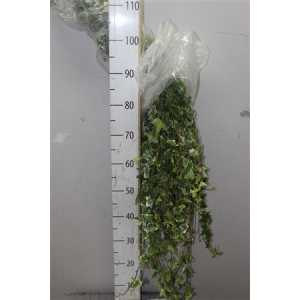 Hedera Bont Italie X50 Stems!!!!!!!