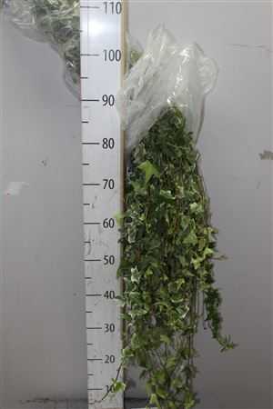 Hedera Bont Italie X50 Stems!!!!!!!