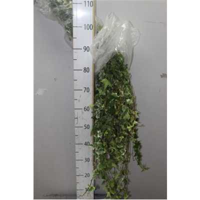 Hedera Bont Italie X50 Stems!!!!!!!